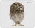 ������ Defender ��� ����� WILD ANIMALS 50803